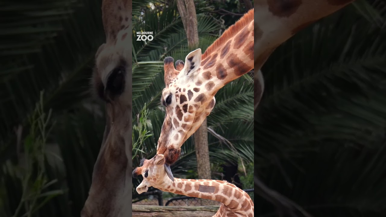 YouTube Short thumbnail