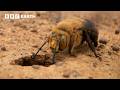 Nature S Most Violent Mating Ritual Natural Born Rebels BBC Earth