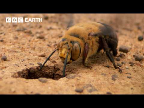 自然界で最も激しい求愛 | ナチュラリー・ボーン・レベルズ | BBC Earth (Nature's Most Violent Mating Ritual | Natural Born Rebels | BBC Earth)