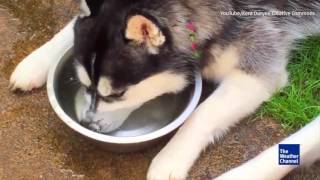 Husky blowing bubbles