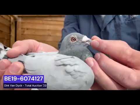 Mathieu ~ BE19-6074127 ~ 11. NAT. ACE SPRINT KBDB WITH 3X 1. & 4X 2.! Grandson of Olympic Niels