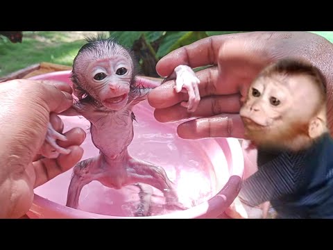 LiBi take care baby Dan with dad..