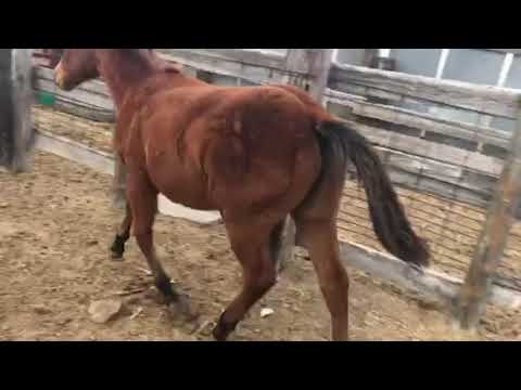 SQ Twist Of Fate 11/18