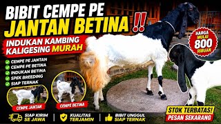 Download lagu BIBIT CEMPE PE JANTAN BETINA ‼️ INDUKAN KAMBING KALIGESING MURAH mp3