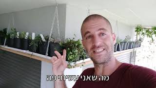 איך מטפלים נכון בצמחי בית?