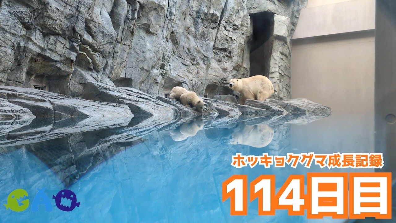【114日目】ホッキョクグマ成長記録43　【※まだ開館中は展示していません。ご注意ください。】