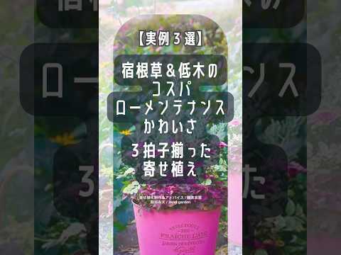 園芸 古い低木を引き抜く