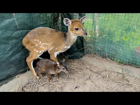 Unlikely Friends: Baby Bushbuck Grooms Blue Duiker in Touching Bond