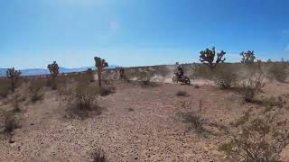 Mesquite family race