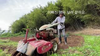 양파밭 풀 정리하기