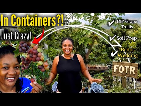 Container Grapes: DIY Trellis, Soil & Bonus Wedding!