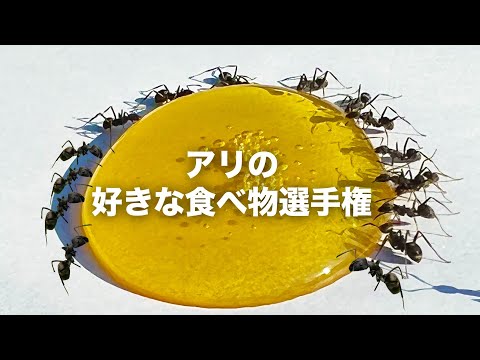 アリは何を食べるの?