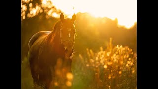 Importance des aliments minéralisés pour les chevaux