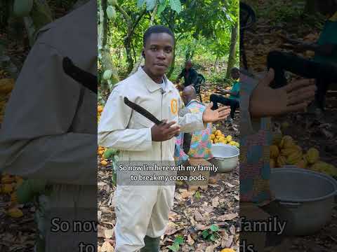 So, the cocoa pods are ripe. What happens next? Steps of processing cocoa.