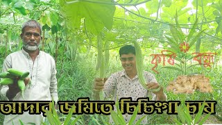 নীলফামারী সদর উপজেলায় কৃষি সম্প্রসারণ অধিদপ্তরের সহায়তায় আদার সাথে সাথী ফসল হিসেবে সবজী চাষে সাফল্য লাভ