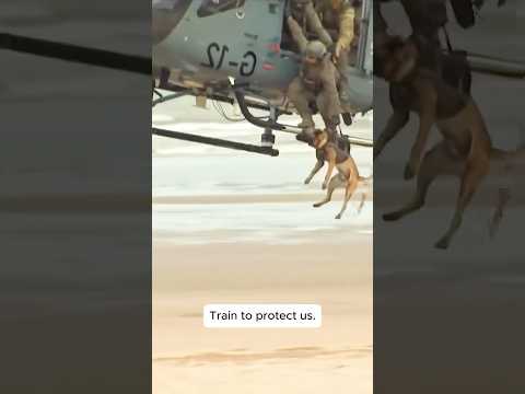 They train to protect us, not themselves.#dogs #k9sof #k9 #doglover#fyp