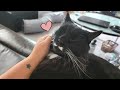 My Tuxedo Cat S Sweetest Loud Purring