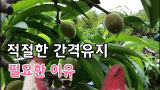 복숭아 적과 / 적절한 간격 유지 해야하는 이유