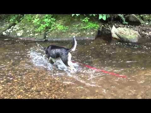 Puppy in creek 🐶