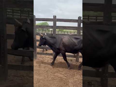 20 Novilhotes: 2.750 reais cada em Cedro/ Ceará. Whatsapp 84 99810 2784*#gado