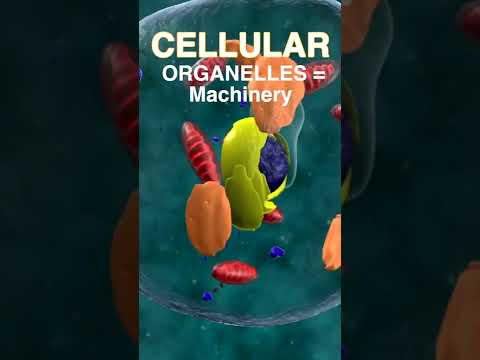 A & A intro to cell mechanics - YouTube