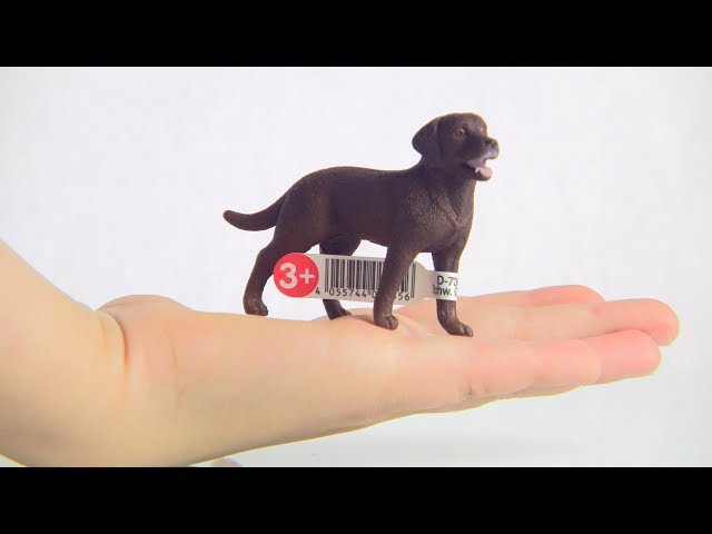 Vídeo relacionado con Schleich - Labrador Retriever, Hembra, Figura (13834)