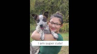 Video preview image #1 Mutt Puppy For Sale in Garden City, NY, USA