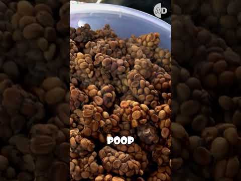 I WAS WRONG! Does Civet Coffee (Kopi Luwak) Worth the Hype?