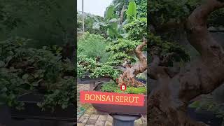 Download lagu BONSAI SERUT   T. O. P.    STREBUS ASPER #bonsai #serut #shorts #bonsaitree mp3