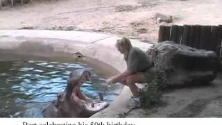 Denver Zoo Hippo Bert to Celebrate 57th &quot;BertDay&quot;