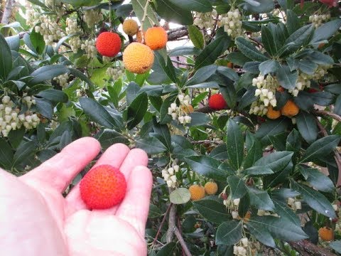image-Can you eat Arbutus fruit?