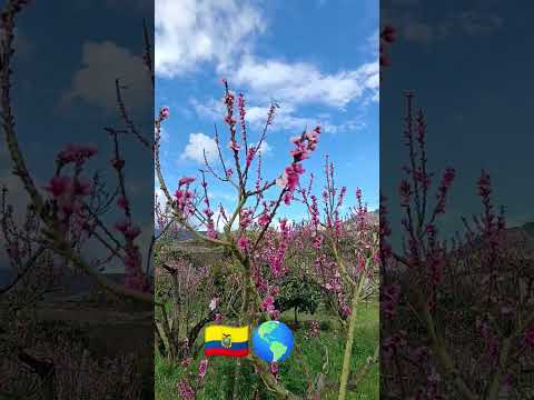 la tierra de las flores 🪻🌺🇪🇨🌎 #pillaro #Tungurahua #paisajes #paramos #montañas #volcanes #plantas
