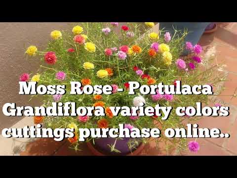 Portulaca Grandiflora- Table Rose - Moss rose 75 colors Cuttings available whatsapp : 9361427377