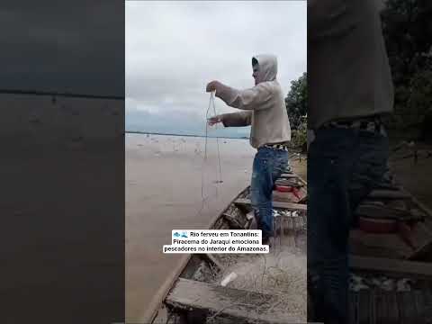 🐟🌊 Rio ferveu em Tonantins: Piracema do Jaraqui emociona pescadores no interior do Amazonas.