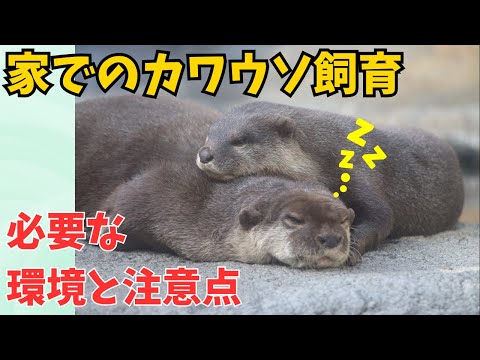 カワウソをペットにすることは可能ですか?