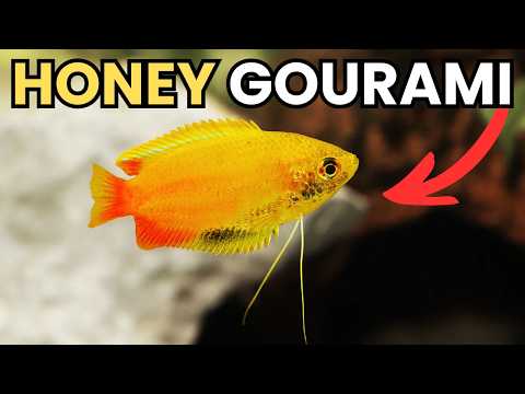 Honey Gourami — complete care guide Trichogaster chuna