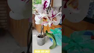 um domingo de orquídeas para você #shorts