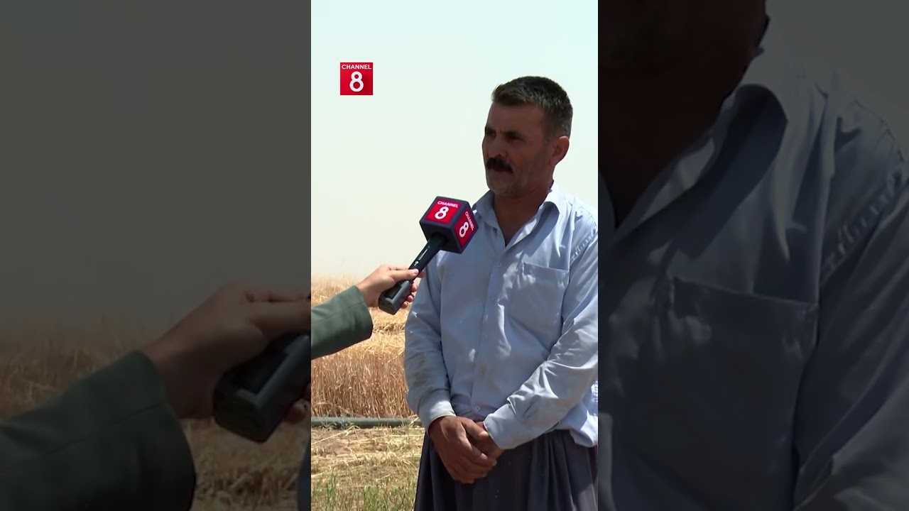 ڤیدیۆ | جووتیارێکی دەشتی بەرانەتی 30 تۆن گەنمی هەیە و دەڵێت: ئەگەر وابێت واز لە جووتیاری دەهێنین