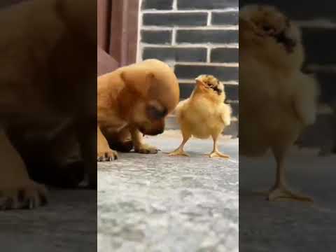 So cute.....Sleeping & Relaxing time.. 😔#short #rubykonain