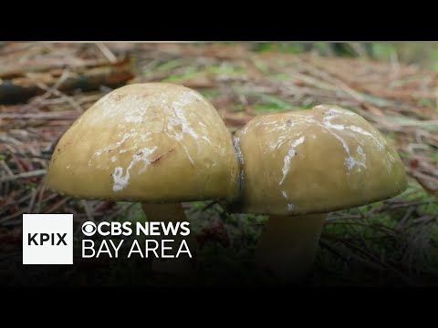 California officials warn against eating foraged mushrooms after cluster of poisonings