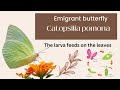 Emigrant Butterfly Larva Feeding Catopsilia Pomona Entomology Butterfly Larva Caterpillar
