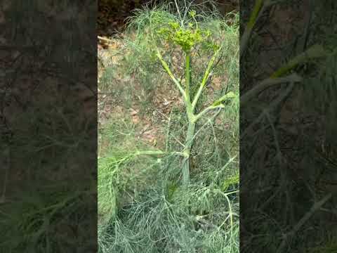 犬用パセリ 植物