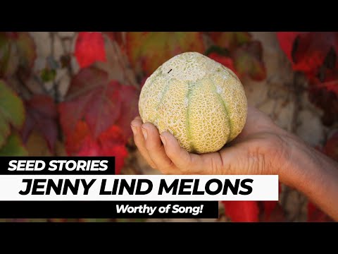 download lagu mp3 mp4 Melon Jenny Lind, download lagu Melon Jenny Lind gratis, unduh video klip Melon Jenny Lind