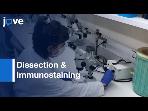 Dissection & Immunostaining Of Larval Salivary Glands From Mosquitoes | Protocol Preview