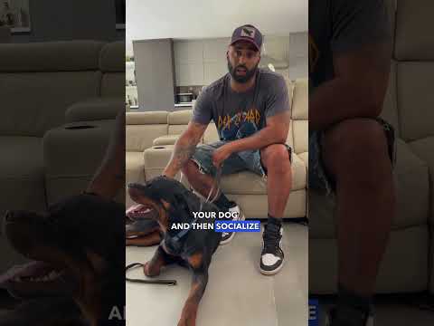 Does your dog struggle with fear aggression??🐕😅