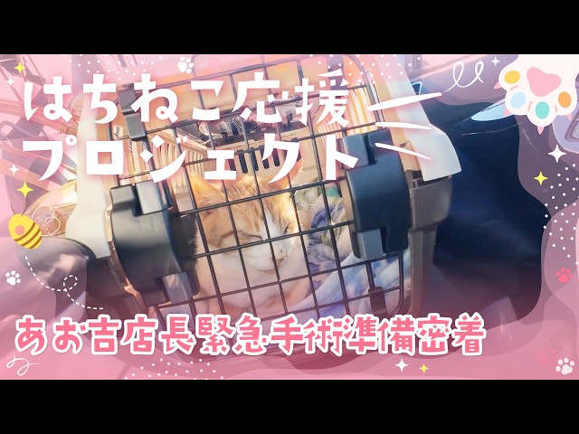 限定公開版　あお吉店長緊急手術準備密着