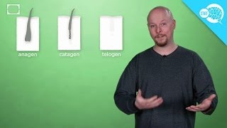 Why Do People Go Bald?