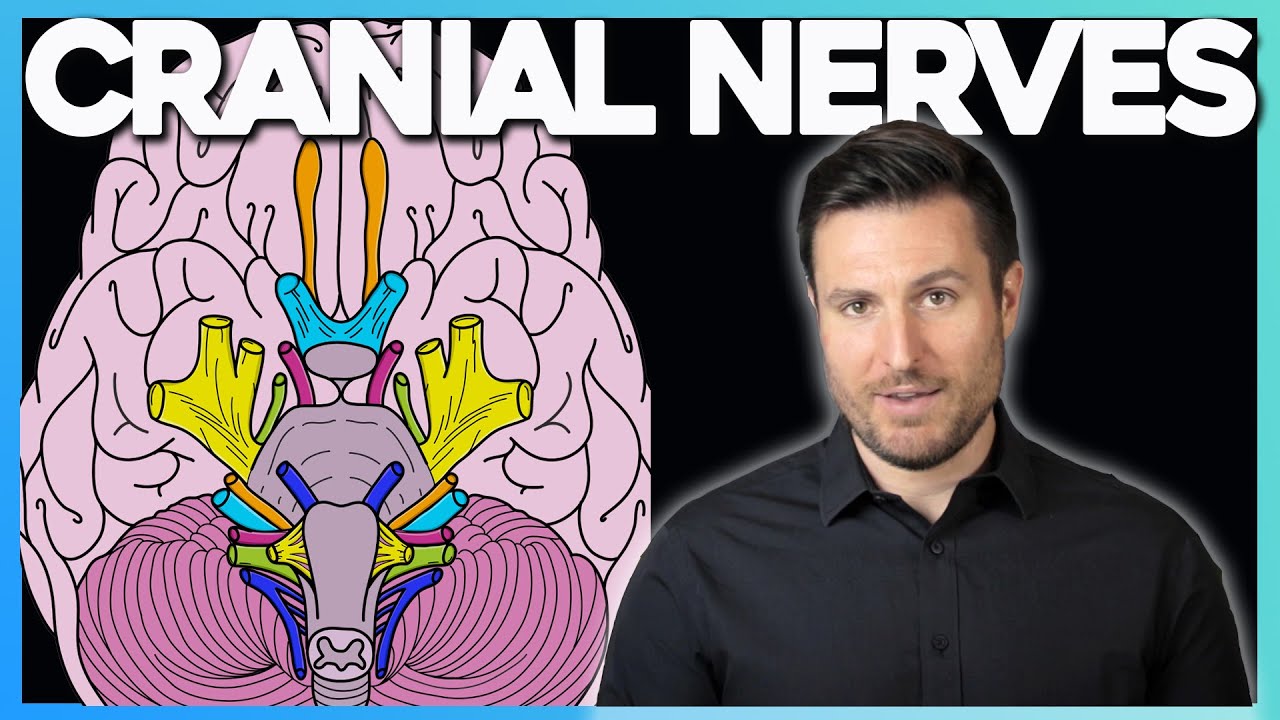 Easiest Way to Remember Cranial Nerves | Corporis