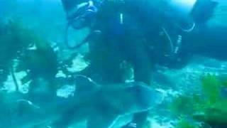 preview picture of video 'port jackson sharks off Nelson Bay'
