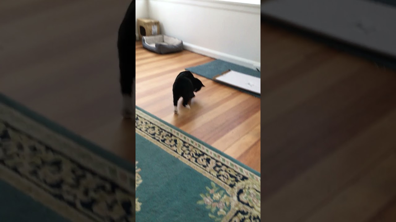 YouTube video preview